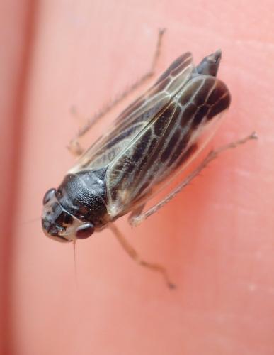 Réf. 358 962 : Evacanthus acuminatus
